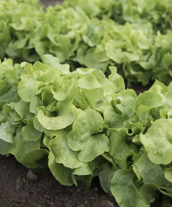 Panisse - Lettuce Seed