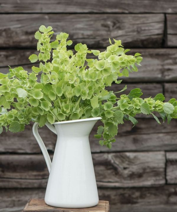 Bells of Ireland - Flower Seed