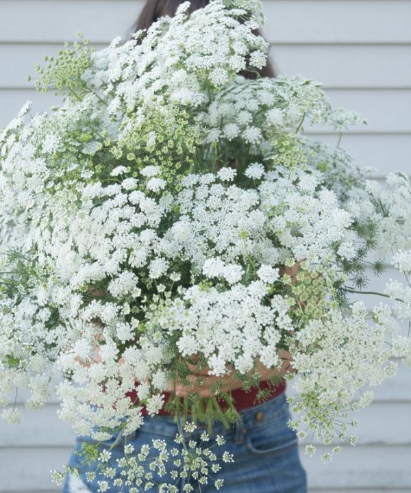 White Dill - Ammi Seed