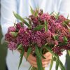 Soulmate - Organic Asclepias Seed