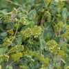 Green Gold - Bupleurum Seed