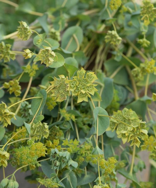Green Gold - Bupleurum Seed
