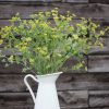 Green Gold - Organic Bupleurum Seed
