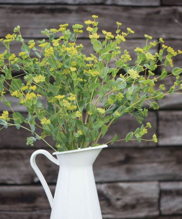 Green Gold - Organic Bupleurum Seed