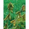 Envy - Soybean Seed