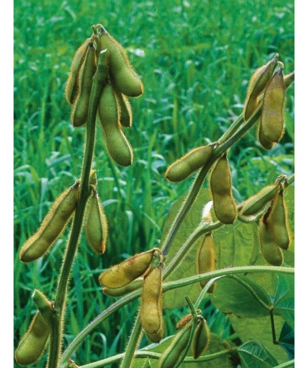 Envy - Soybean Seed