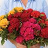 Chief Mix - Celosia Seed