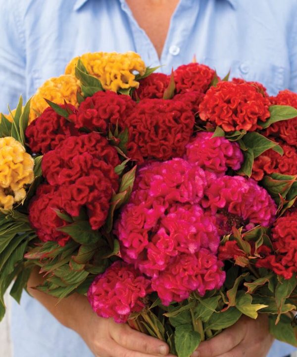 Chief Mix - Celosia Seed