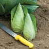 Caraflex - (F1) Cabbage Seed