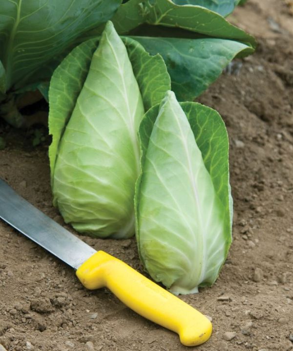 Caraflex - (F1) Cabbage Seed