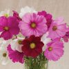 Sensation Mix - Cosmos Seed