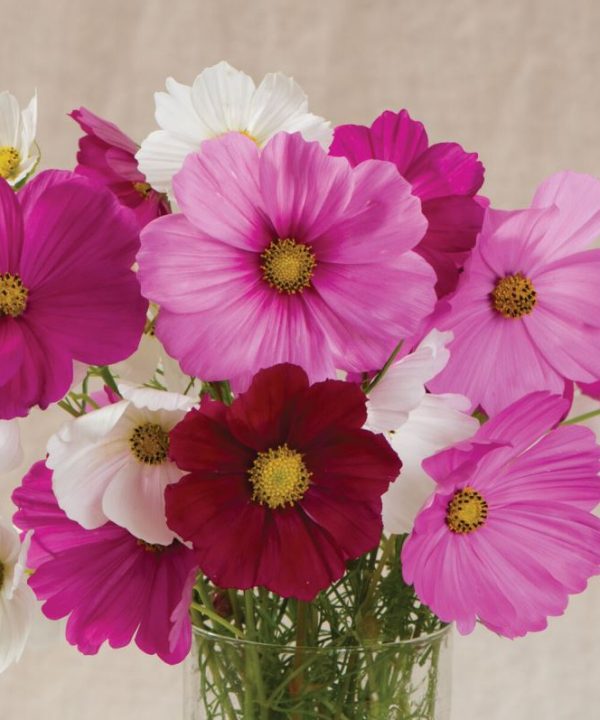 Sensation Mix - Cosmos Seed