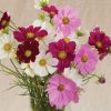 Versailles Mix - Cosmos Seed