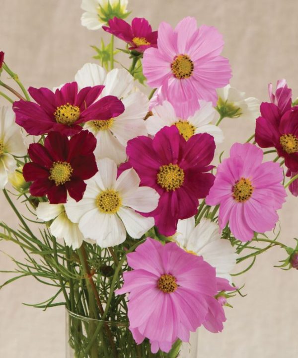 Versailles Mix - Cosmos Seed