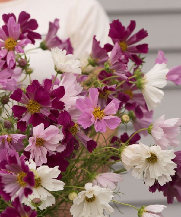 Sea Shells - Cosmos Seed