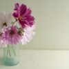 Sea Shells - Organic Cosmos Seed