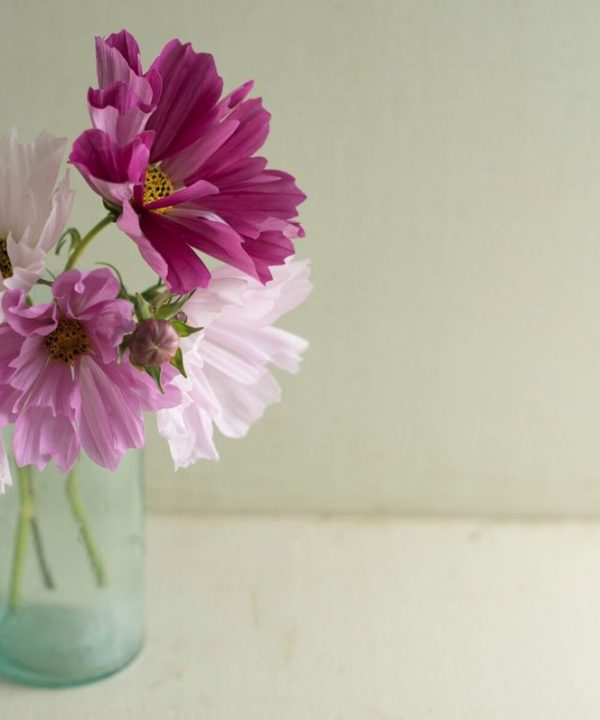 Sea Shells - Organic Cosmos Seed