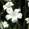Ocean Pearls - Agrostemma Seed