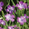 Purple Queen - Agrostemma Seed