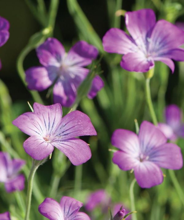 Purple Queen - Agrostemma Seed