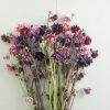Barlow Mix - Columbine Seed