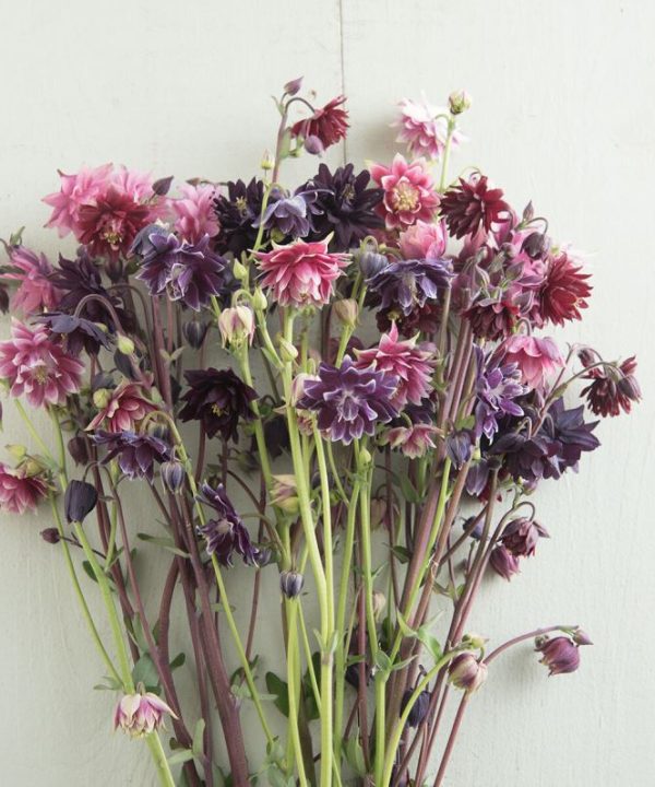 Barlow Mix - Columbine Seed