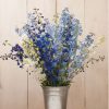 Belladonna Mix - Delphinium Seed