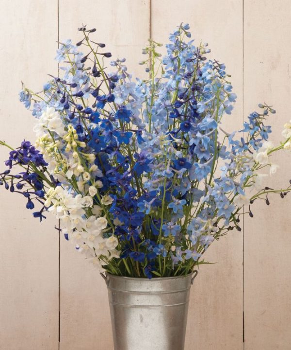 Belladonna Mix - Delphinium Seed