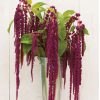 Love-Lies-Bleeding - Amaranthus Seed