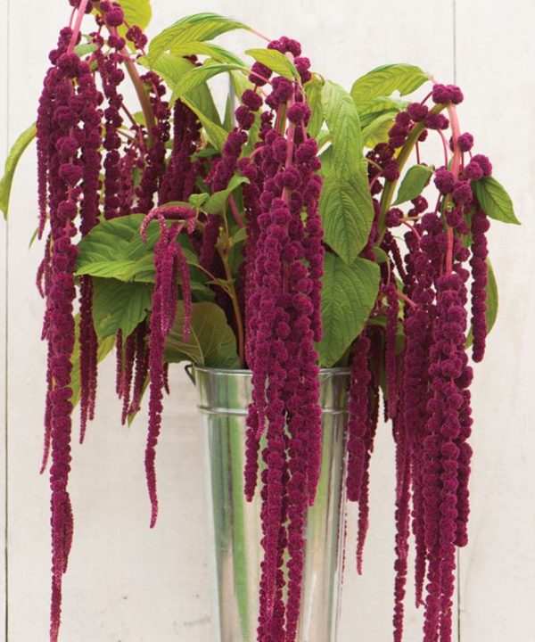 Love-Lies-Bleeding - Amaranthus Seed