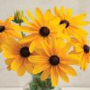 Indian Summer - Rudbeckia Seed