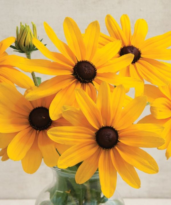 Indian Summer - Rudbeckia Seed