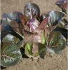 Breen - Organic Lettuce Seed