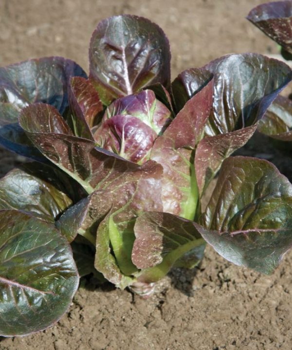 Breen - Organic Lettuce Seed