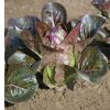Breen - Organic Lettuce Seed