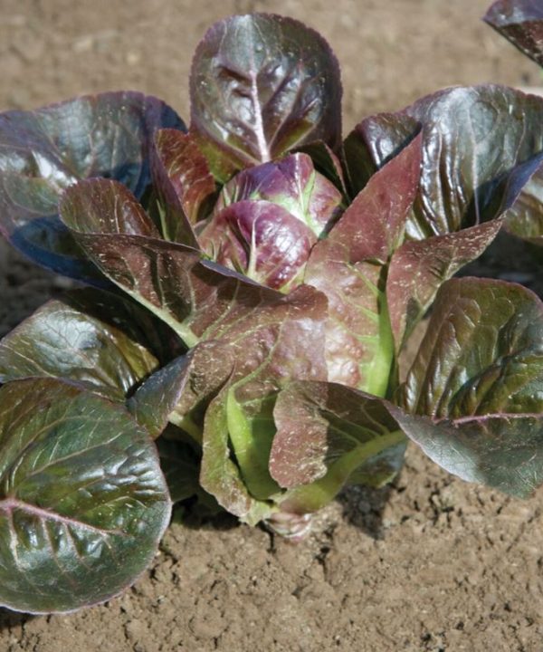 Breen - Organic Lettuce Seed