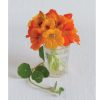 Trailing Nasturtium Mix - Flower Seed