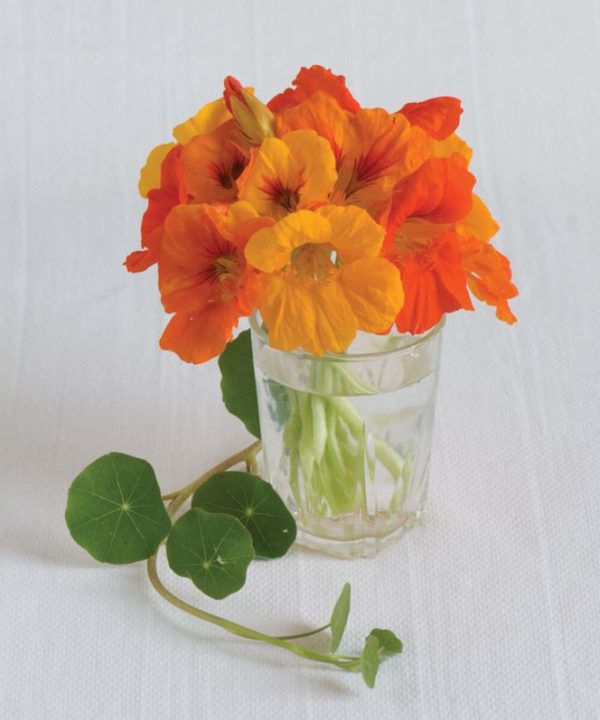 Trailing Nasturtium Mix - Flower Seed
