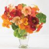 Alaska Mix - Nasturtium Seed