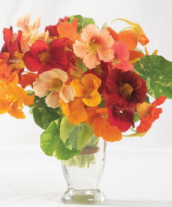 Alaska Mix - Nasturtium Seed