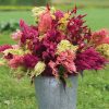 Pampas Plume - Celosia Seed