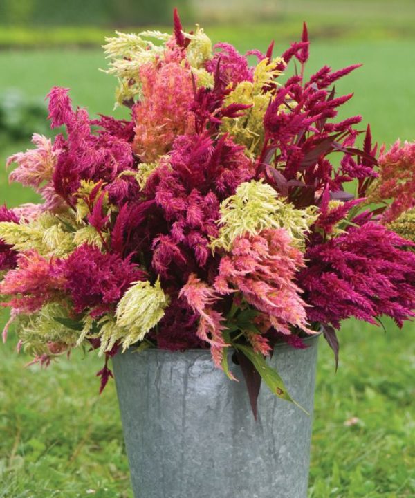 Pampas Plume - Celosia Seed