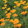 California Poppy - Flower Seed