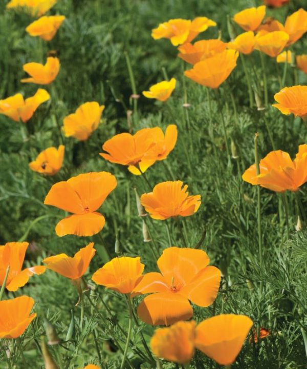California Poppy - Flower Seed
