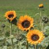 Soraya - Sunflower Seed