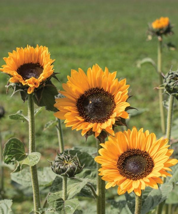 Soraya - Sunflower Seed