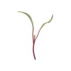 Beet, Early Wonder Tall Top Microgreen Seed