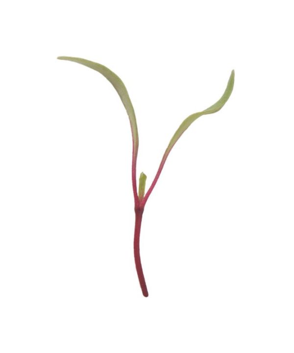 Beet, Early Wonder Tall Top Microgreen Seed