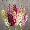 Rocket Mix - (F1) Snapdragon Seed