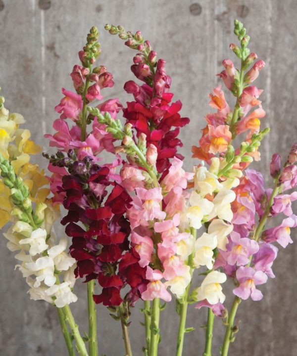 Rocket Mix - (F1) Snapdragon Seed